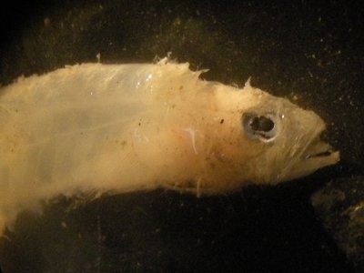 Crystal Goby