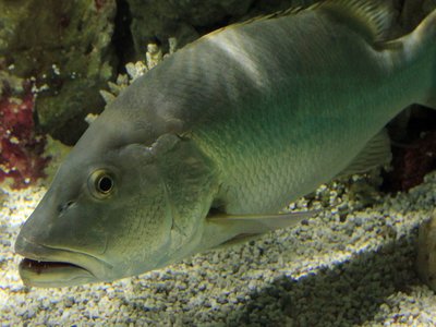 Cubera Snapper