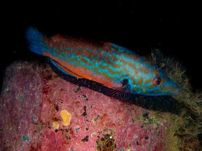Cuckoo Wrasse