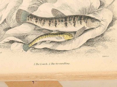 Current Loach