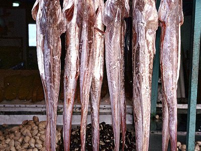 Cusk Eel