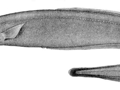 Cutthroat Eel