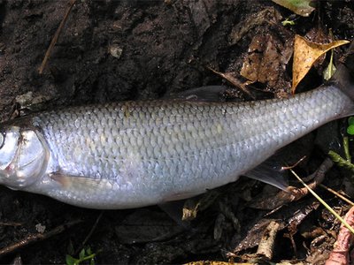 Dace
