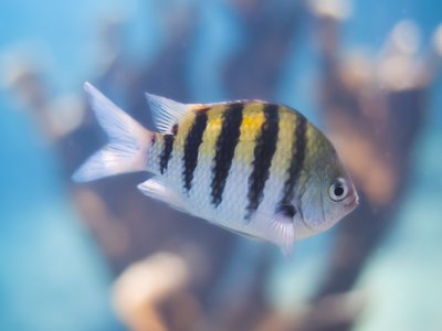 Damselfish