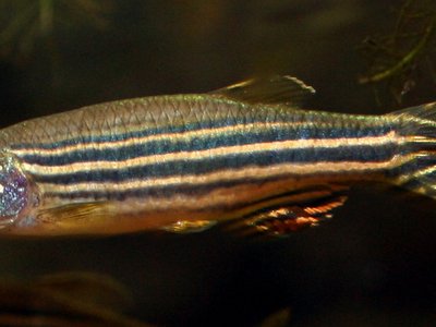 Danio