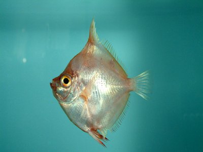 Deepbody Boarfish