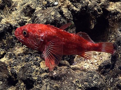 Deepwater Scorpionfish