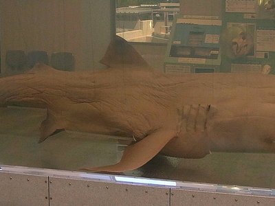 Deepwater Shark