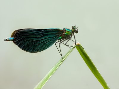Demoiselle
