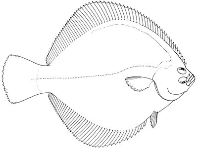Diamond Turbot
