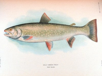 Dolly Varden Trout