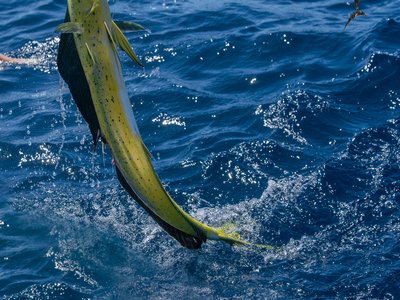Dolphin Fish