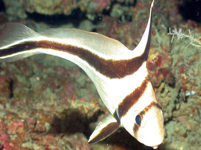 Donkey Fish