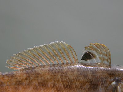 Dotted Goby