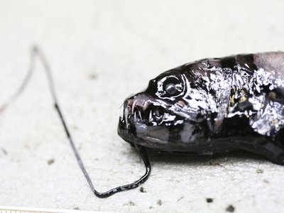 Dragonfish
