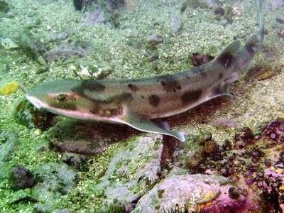 Draughtsboard Shark