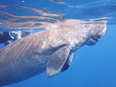Dugong Fish