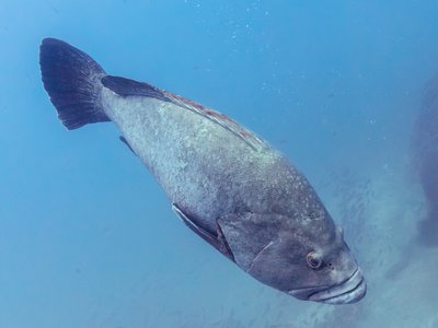 Dusky Grouper