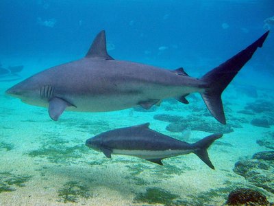 Dusky Shark