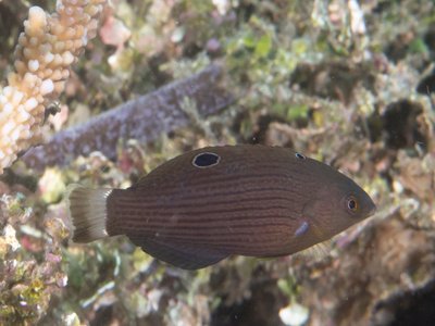 Dusky Wrasse