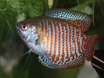 Dwarf Gourami
