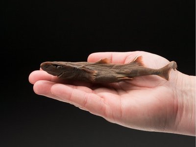 Dwarf Lanternshark