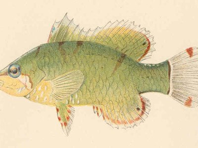 Dwarf Wrasse