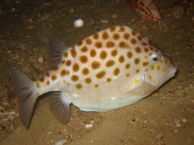 Eastern Boxfish