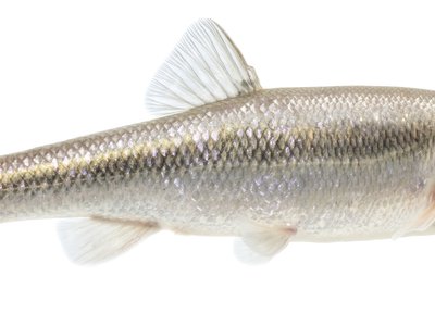 Eastern Creek Chub