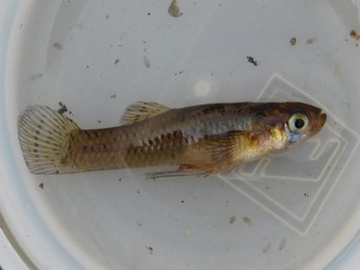 Eastern Mosquitofish