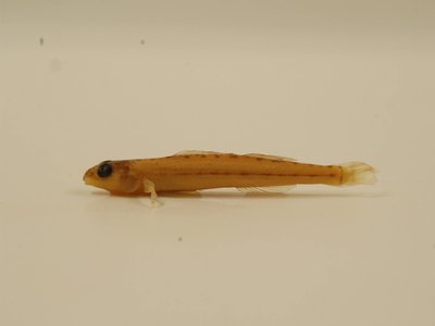 Eastern Sand Darter