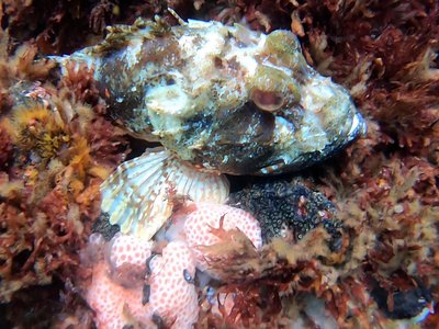 Eastern Scorpionfish
