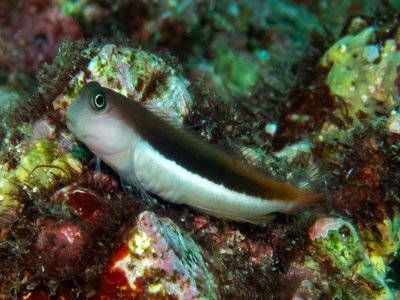 Ecsenius Bicolor
