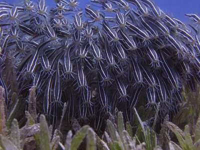Eel Catfish