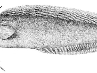 Eel Cod