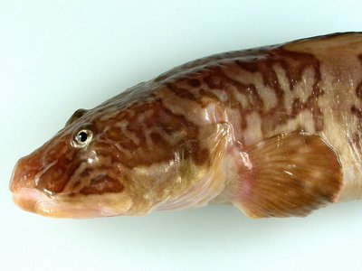 Eel Pout