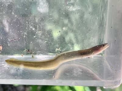 Eel