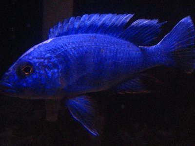 Electric Blue Hap