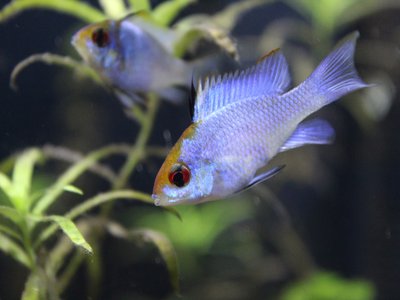 Electric Blue Ram