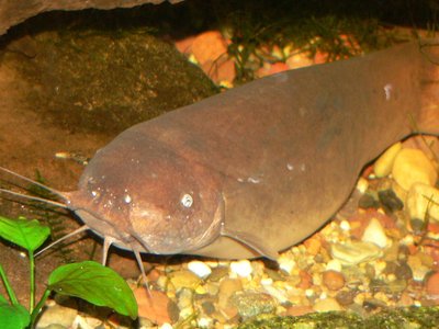 Electric Catfish