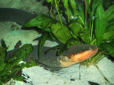 Electric Eel