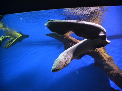 Electric Knifefish