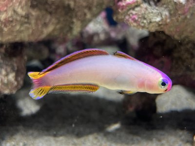 Elegant Firefish