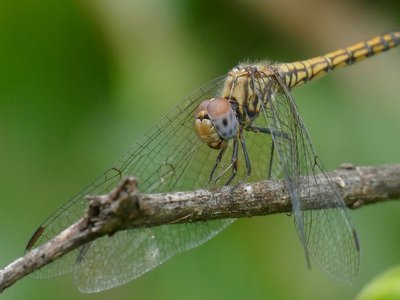 Elegant Perch