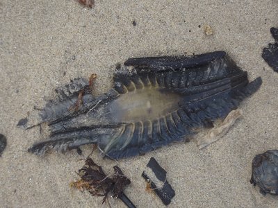 Elephantfish