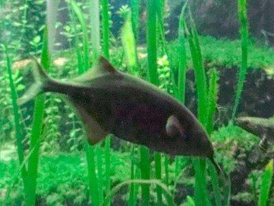 Elephantnose Fish