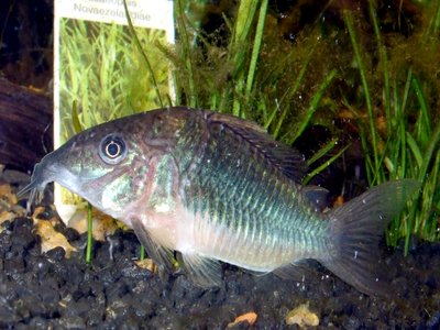 Emerald Catfish