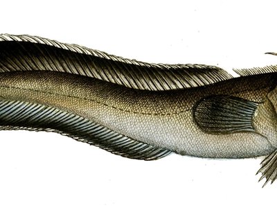 Enchelyopus Cimbrius