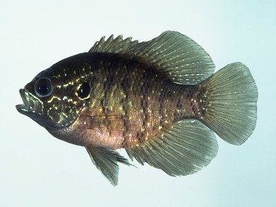 Enneacanthus Obesus