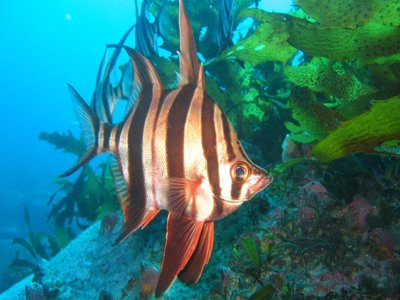 Enoplosus Armatus